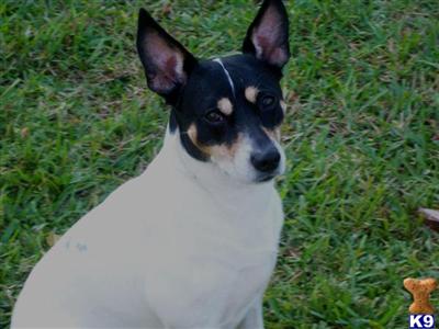 Stud Dogs - Rat Terrier