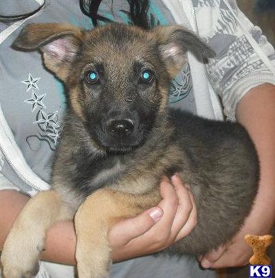 German Shepherd Puppies in TX