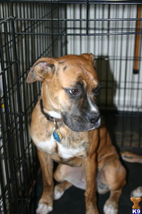 Dogs for Sale in CA