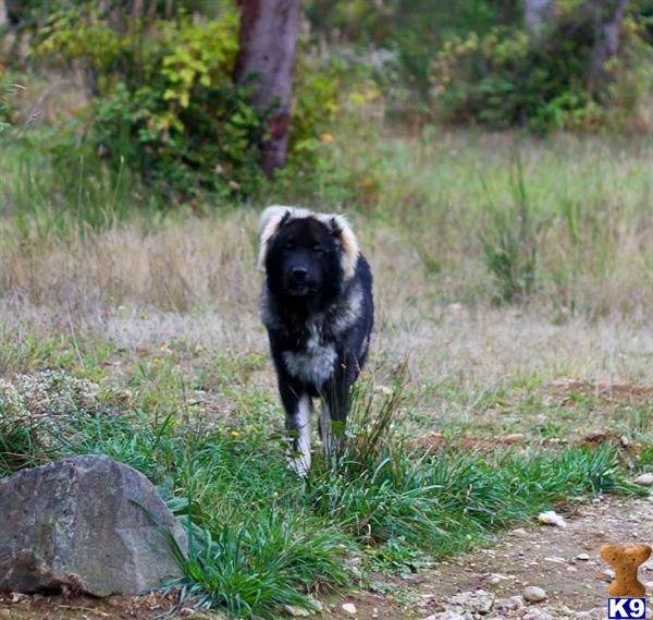 ovcharka puppies for sale in usa ovcharka breeders doing bite work on myideasbedroom ovcharka puppies for sale in usa ovcharka breeders doing bite work on myideasbedroom