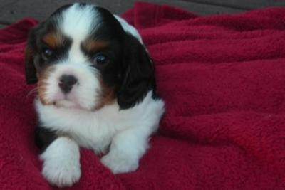 Puppies in UT