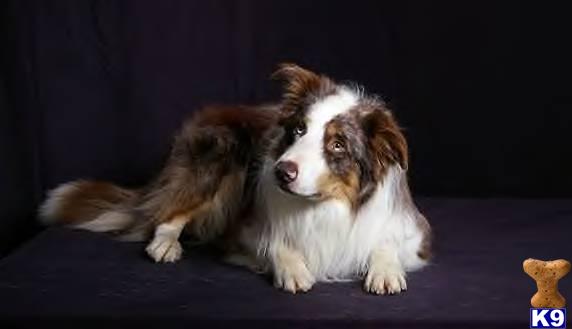 Stud Dogs - Border Collie