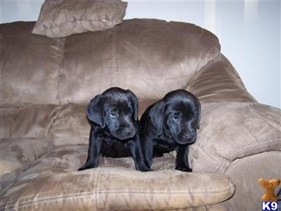 Labrador Retriever Puppies in FL