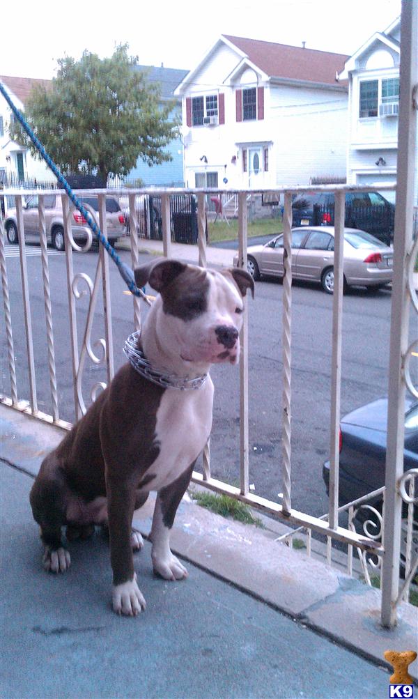 Stud Dogs in NJ