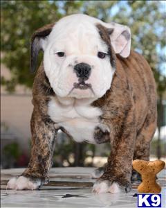 Puppies in Corona