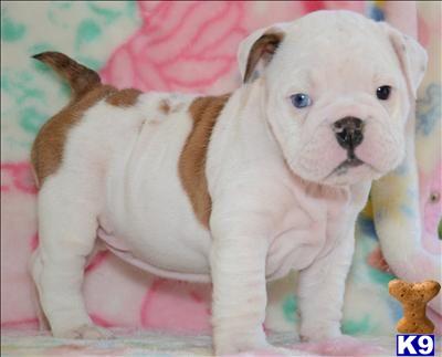 Puppies in Corona