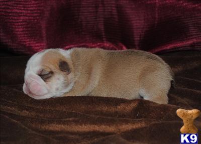 Puppies in Corona