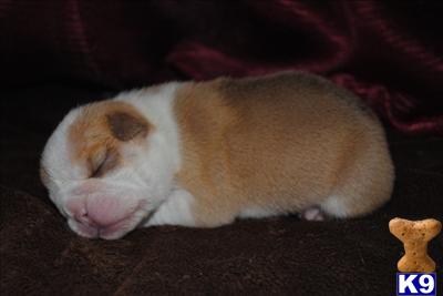 Puppies in Corona