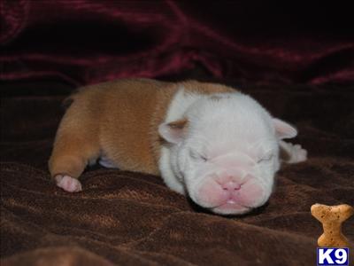 Puppies in Corona