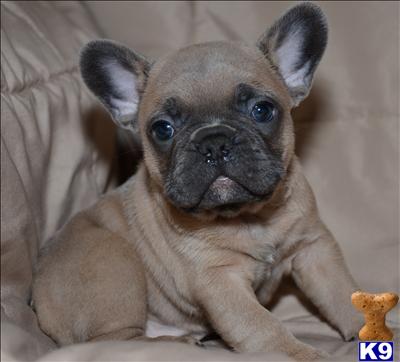 Puppies in Corona