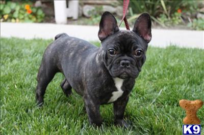 Puppies in Corona