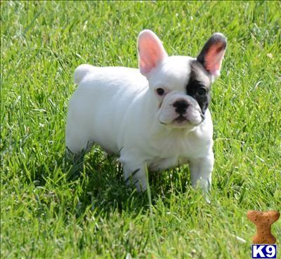 Puppies in Corona
