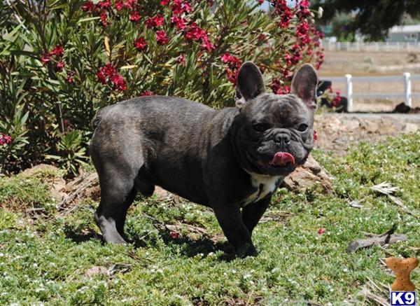 Stud Dogs - French Bulldog
