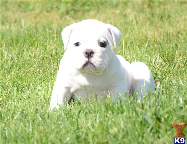 Old English Bulldog Puppies