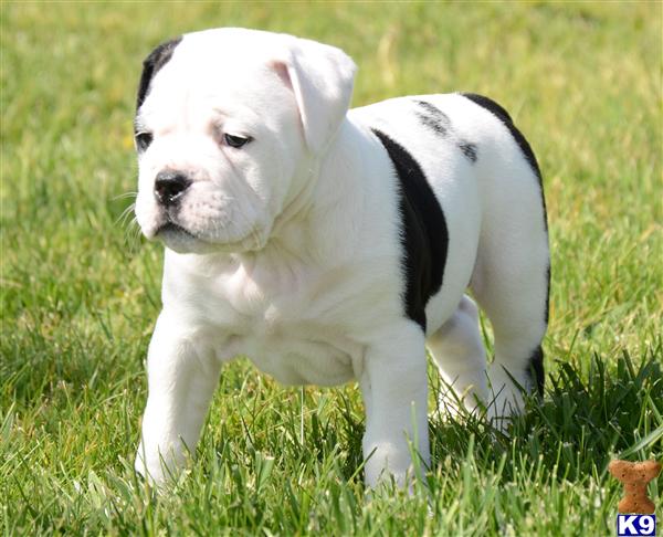 Old English Bulldog Puppies