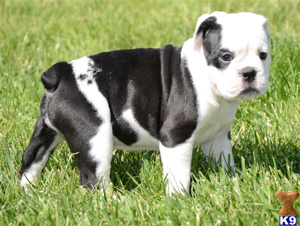 Old English Bulldog Puppies