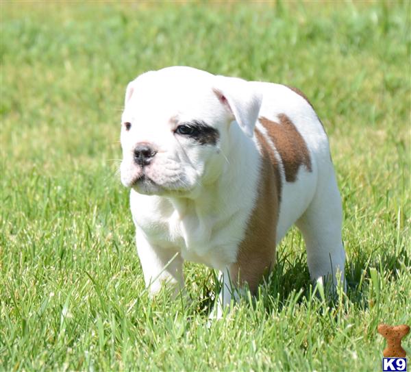 Old English Bulldog Puppies