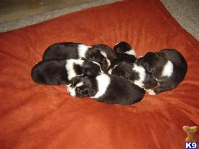 Border Collie Puppies for Sale