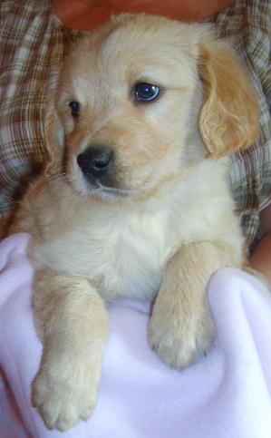 Puppies in WI