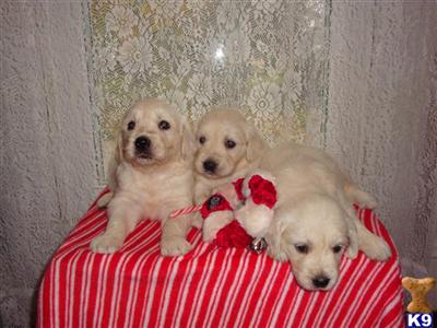 Puppies in WI