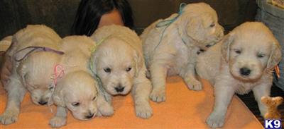 Puppies in WI
