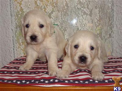 Puppies in WI