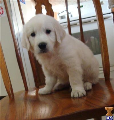 Puppies in WI