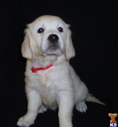 Puppies in WI