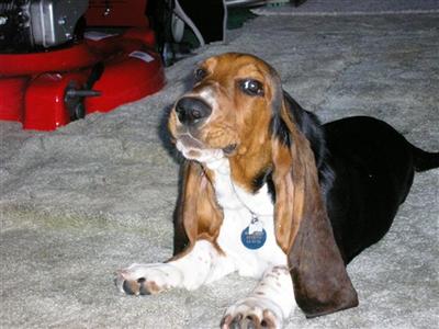 Stud Dogs - Basset Hound