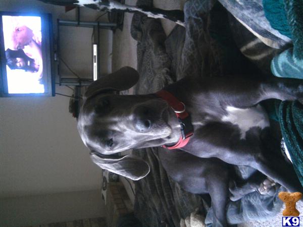 Dogs - Great Dane
