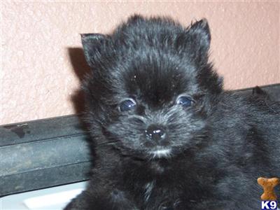 Puppies in OR