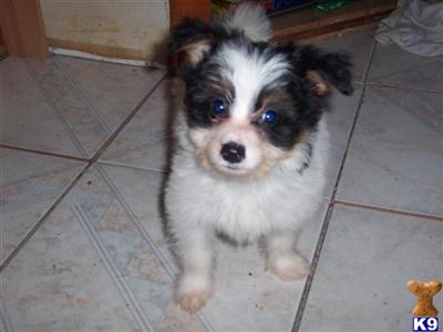 Puppies in OR
