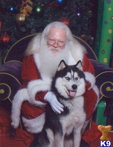 Stud Dogs - Siberian Husky