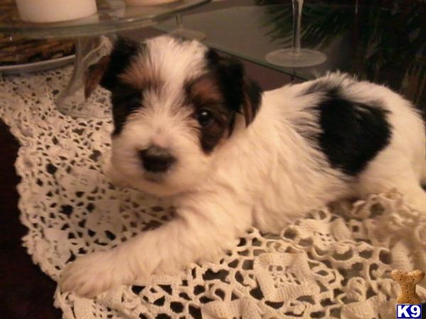 Puppies in Summerville