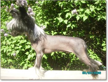 Dogs - Chinese Crested