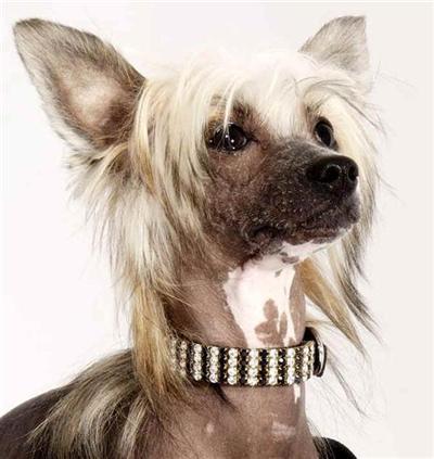 Dogs for Sale in MI