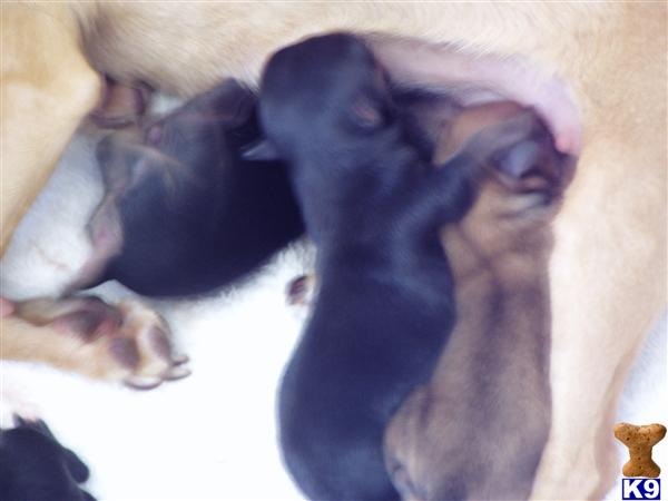 Puppies in Hemet