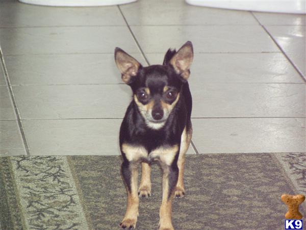 Stud Dogs - Chihuahua
