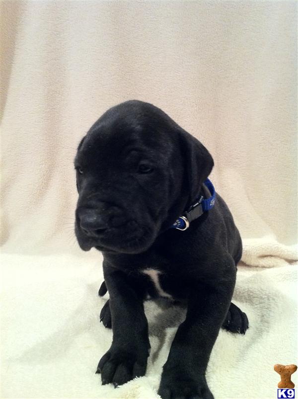 Puppies in VA