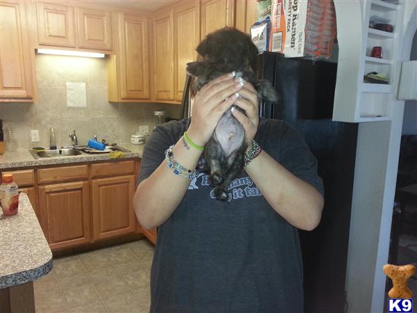 Puppies in OR