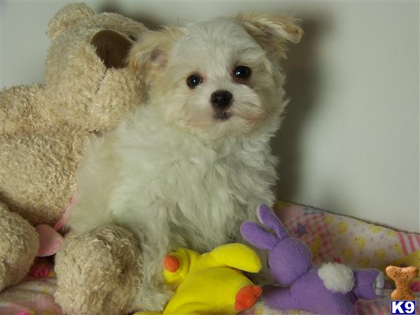 Puppies in IL