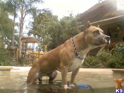 Stud Dogs - American Pit Bull