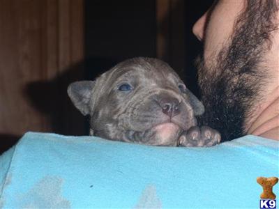 Puppies in TX