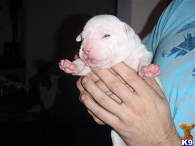 Puppies in TX