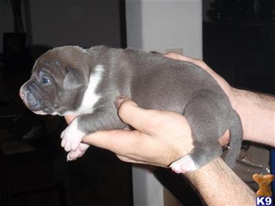 Puppies in TX