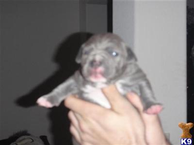 Puppies in TX