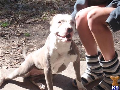 Puppies in TX