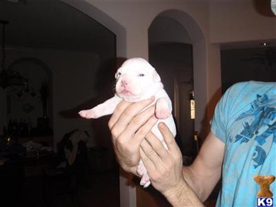Puppies in TX