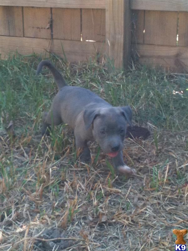 American Pit Bull Puppies for Sale