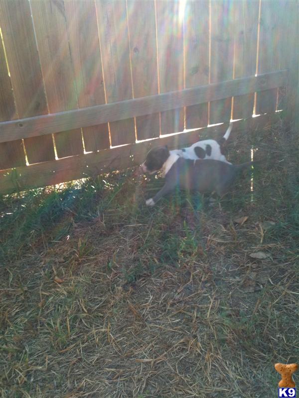 American Pit Bull Puppies for Sale